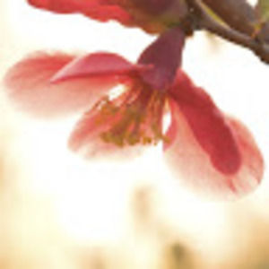 Meet your Posher, Jacinthebreau506